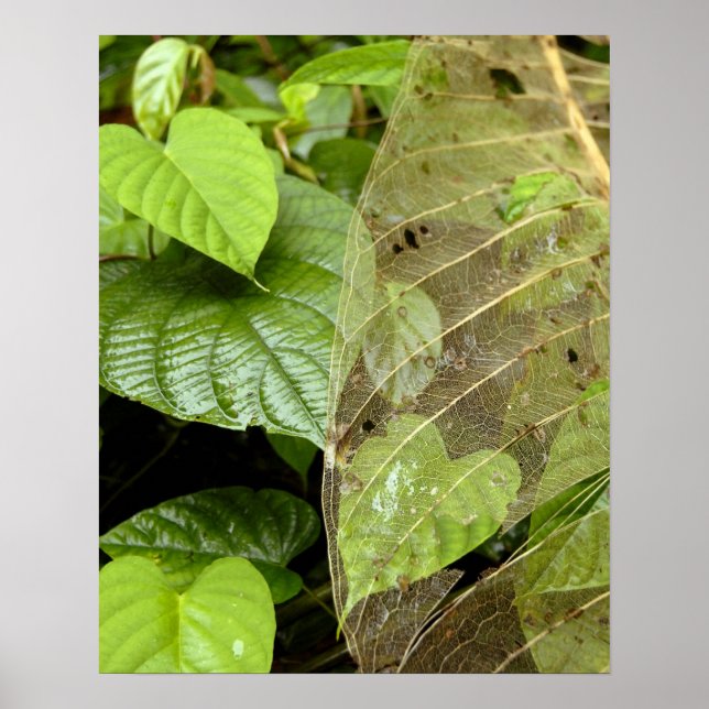 Poster América Central, Costa Rica, Sarapiqui, Braulio (Frente)