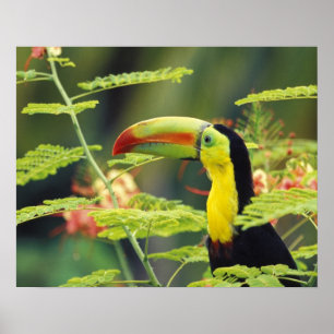 Pôster América Central, Honduras. Tucano-bico-de-querer
