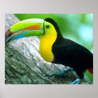 AMÉRICA CENTRAL, Panamá, Borro Colorado Island 2