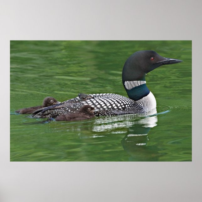 Poster América do Norte, Canadá, Colúmbia Britânica, Lac  (Frente)