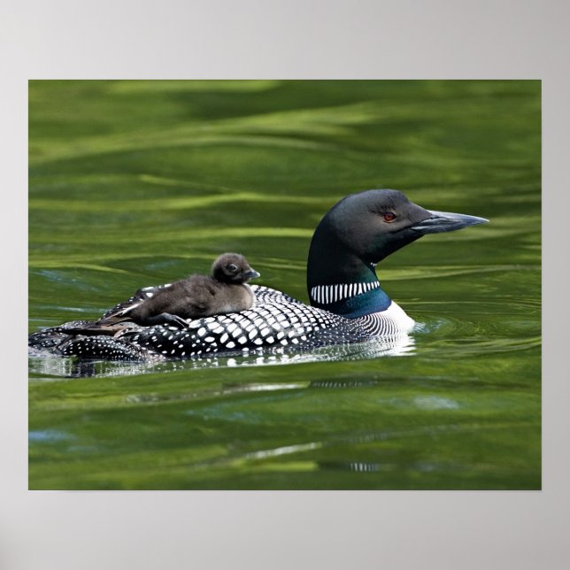 Pôster América do Norte, Canadá, Colúmbia Britânica, Lac  (Frente)