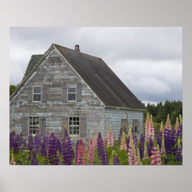 Pôster América do Norte, Canadá, Ilha do Príncipe Edward, (Frente)