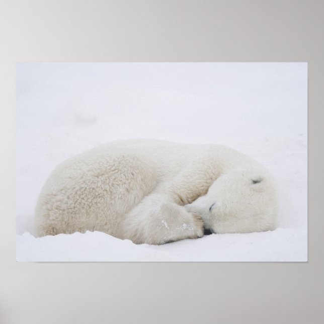 Pôster América do Norte, Canadá, Manitoba, Churchill. 3 (Frente)