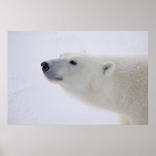 Poster América do Norte, Canadá, Manitoba, Churchill. 7