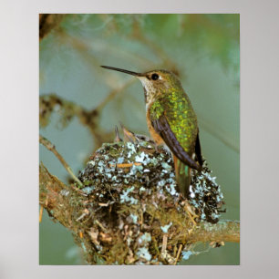 Pôster América do Norte, EUA, Alasca. Beija-flor-ruivo