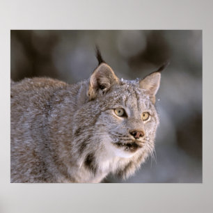 Pôster América do Norte, EUA, Alasca, Haines. Lince (Feli