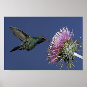 Poster América do Norte, EUA, Arizona. Bloco largo