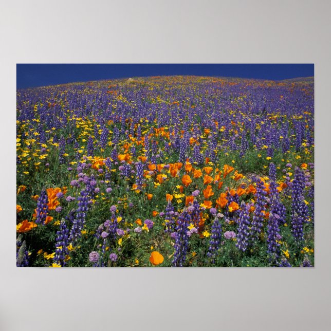 Poster América do Norte, EUA, Califórnia, Los Angeles 2 (Frente)