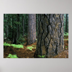 Poster América do Norte, EUA, Califórnia, Yosemite