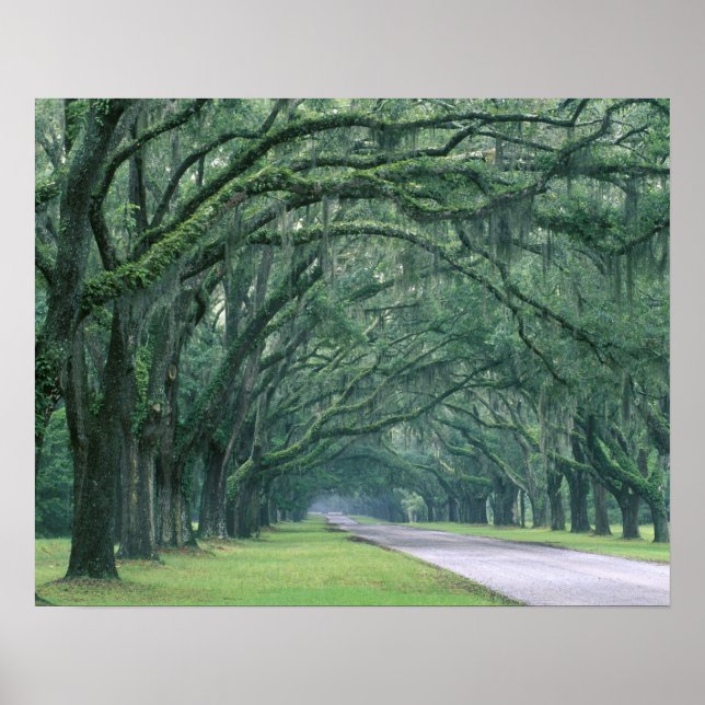 Pôster América do Norte, EUA, Geórgia, Savana, (Frente)