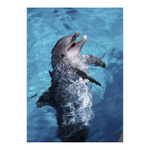 América do Norte, EUA, Havaí. Golfinho