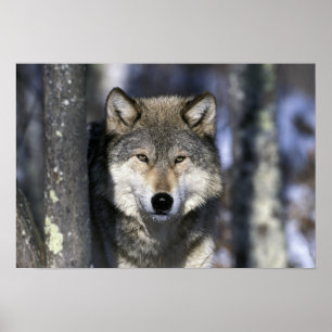 Poster América do Norte, EUA, Minnesota. Lobo Canis