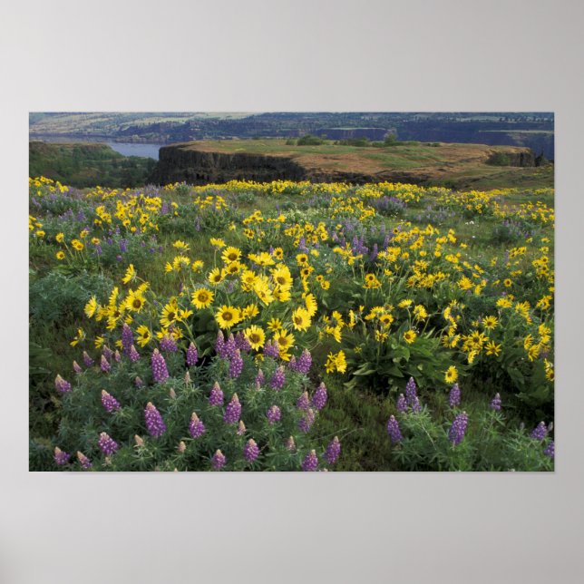 Pôster América do Norte, EUA, Oregon, Rio Colúmbia (Frente)