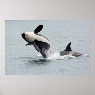 Pôster América do Norte, EUA, Washington, San Juan