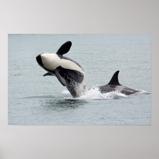 Pôster América do Norte, EUA, Washington, San Juan (Frente)