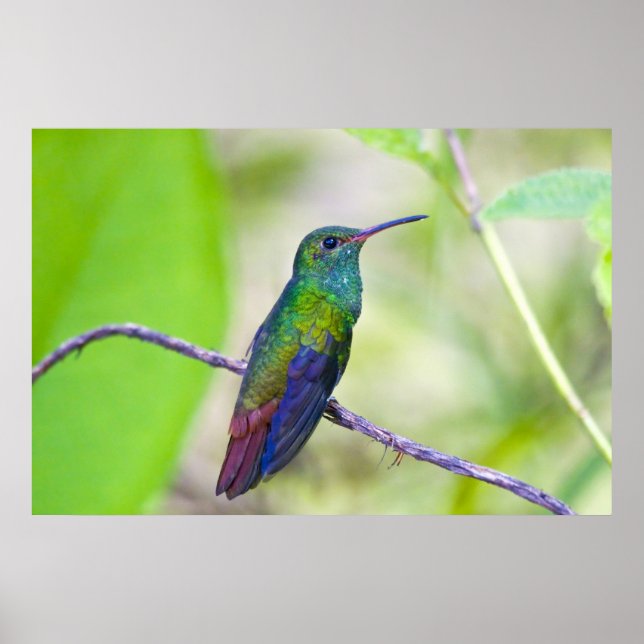 Pôster América do Sul, Costa Rica, Sarapiqui, La Selva (Frente)