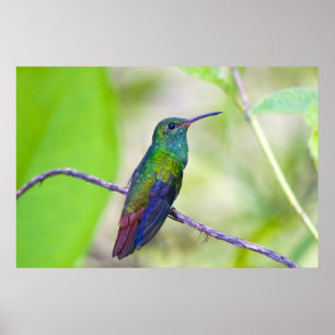 Pôster Ámérica do Sul, Costa Rica, Sarapiqui, Selva do 