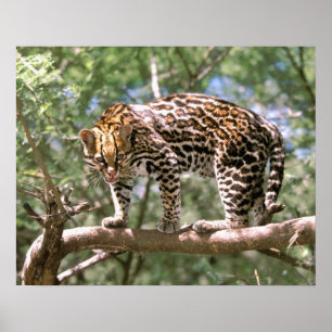 Poster América do Sul, Equador, Amazônia. Ocelot