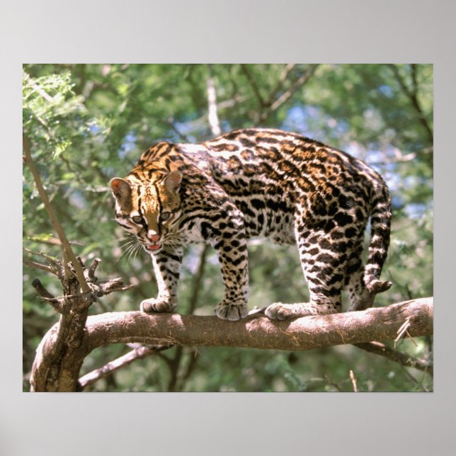 Poster América do Sul, Equador, Amazônia. Ocelot (Frente)