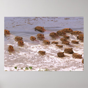 Pôster América do Sul, Venezuela, região Lano.