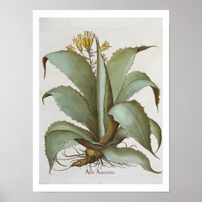 Poster American Aloe: Aloe Americana, do 'Hortus Ey (Frente)