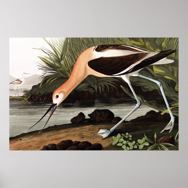 Poster American Avocet (Frente)