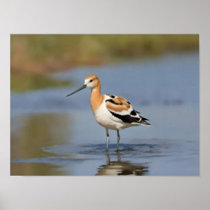 Poster American Avocet em pé na água