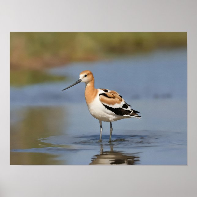 Poster American Avocet em pé na água (Frente)