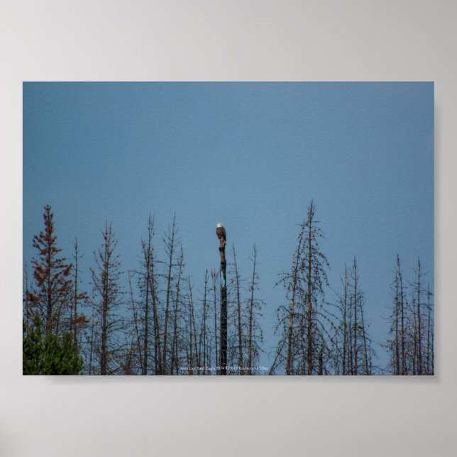 Poster American Bald Eagle 8974 (Frente)
