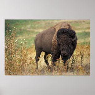 Poster American Bison