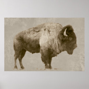 Poster American Bison