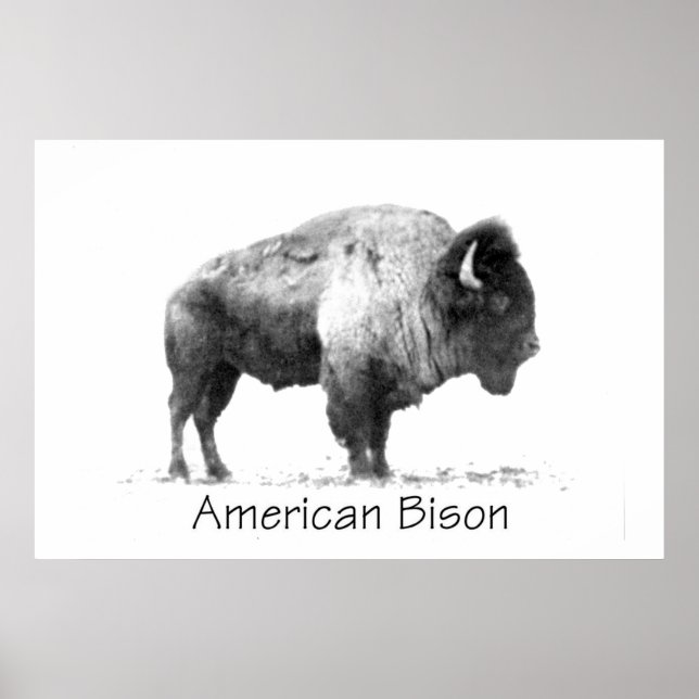 Poster American Bison (Frente)