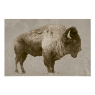 Pôster American Bison