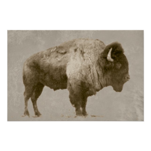 Pôster American Bison (Frente)