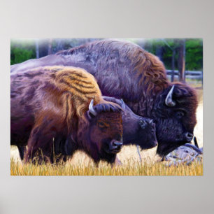 Poster American Bison Family
