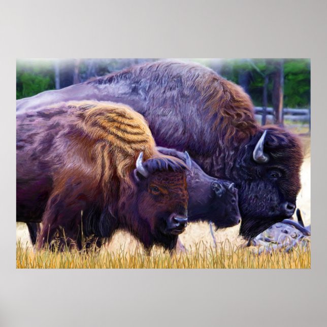 Poster American Bison Family (Frente)