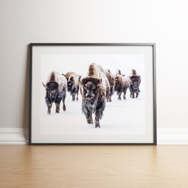 Poster American Bison Herd em Snow Wall art (American Bison Herd in Snow Wall art on the floor againt white wall)