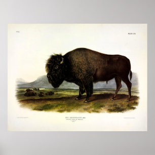 Poster American Bison, ou Buffalo (Bison bison) - Audubon