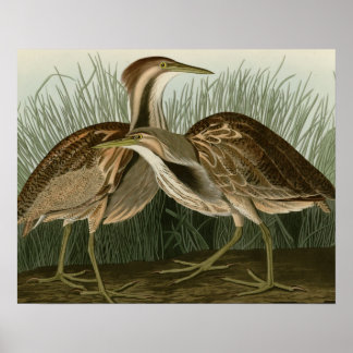 Pôster American Bittern