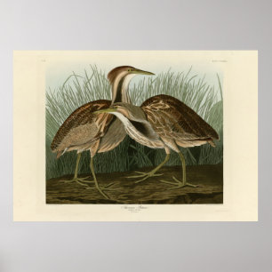 Poster American Bittern - das Aves da América de Audubon