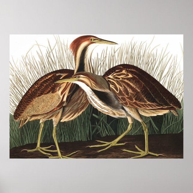 Poster American Bittern por John James Audubon (Frente)