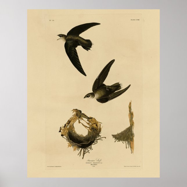 Poster American (Chimney) Swift Audubon, Birds da América (Frente)