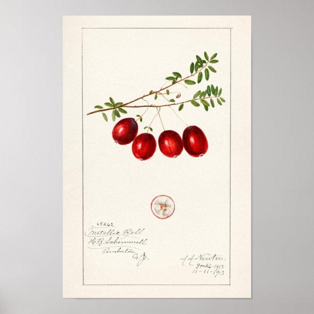 Poster American Cranberry (Vaccinium macrocarpon) (Frente)