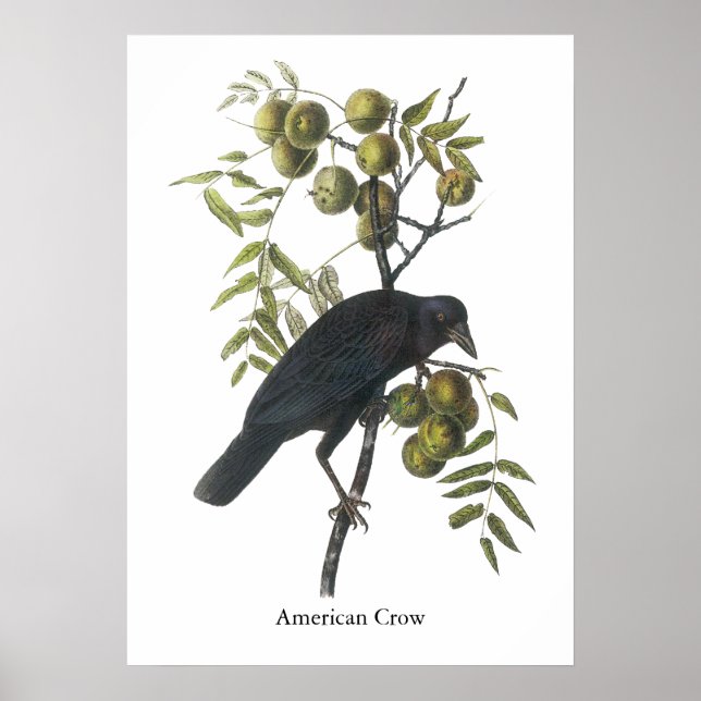 Poster American Crow, John James Audubon (Frente)