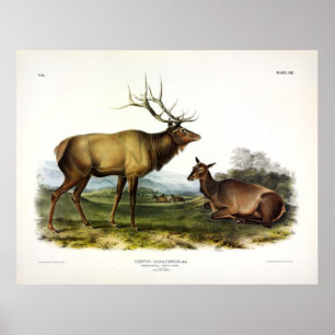 Poster American Elk, ou Wapiti Deer de Audubon