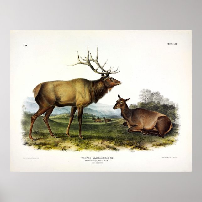 Poster American Elk, ou Wapiti Deer de Audubon (Frente)