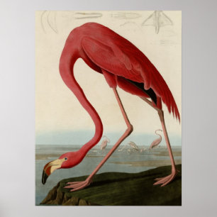 Poster American Flamingo