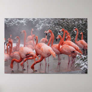Poster American Flamingo