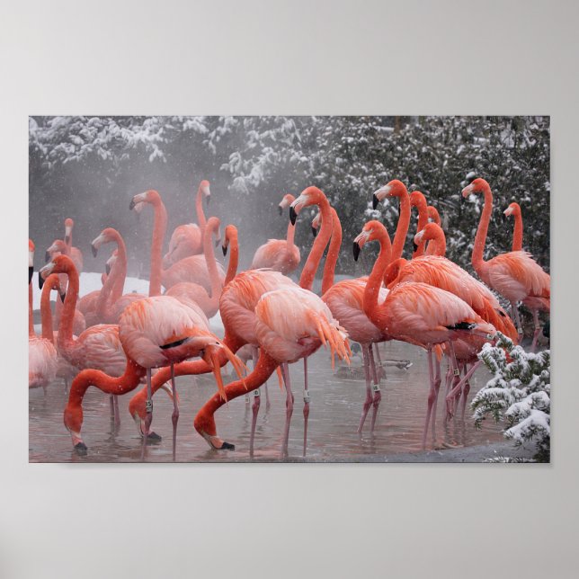 Poster American Flamingo (Frente)