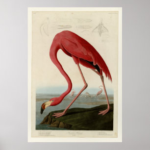 Pôster American Flamingo